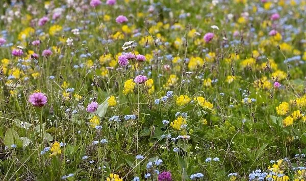 Wildflower meadow in the Dolomiti di Sesto National Park, Sexten Dolomites, Hochpustertal, High Puster Valley, South Tyrol, Italy, Europe