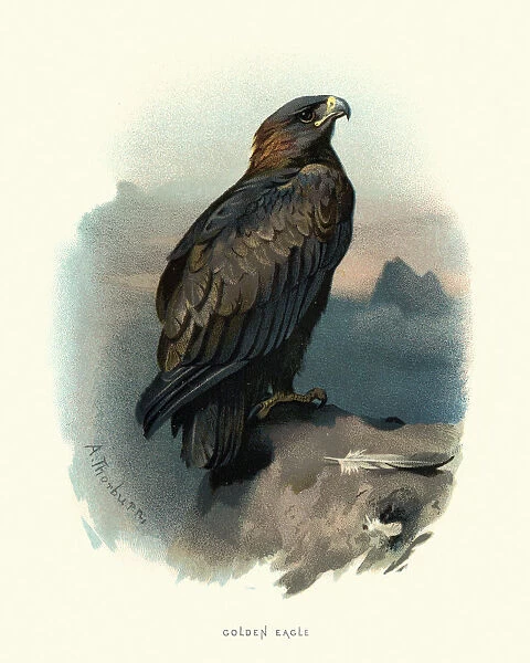 Wildlife, Birds, golden eagle (Aquila chrysaetos)