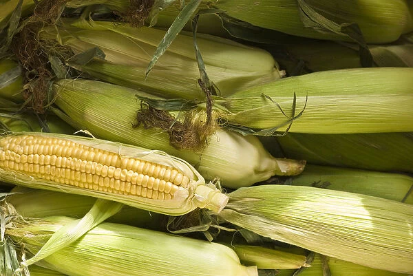 Fresh, whole sweetcorn in their husks credit: Marie-Louise Avery  /  thePictureKitchen
