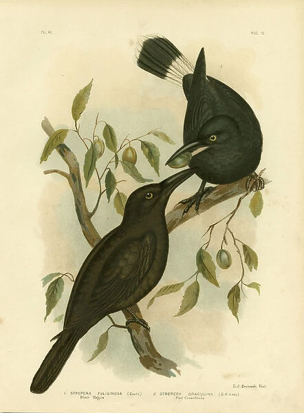 Black Magpie Or Black Currawong, 1891 (colour litho)