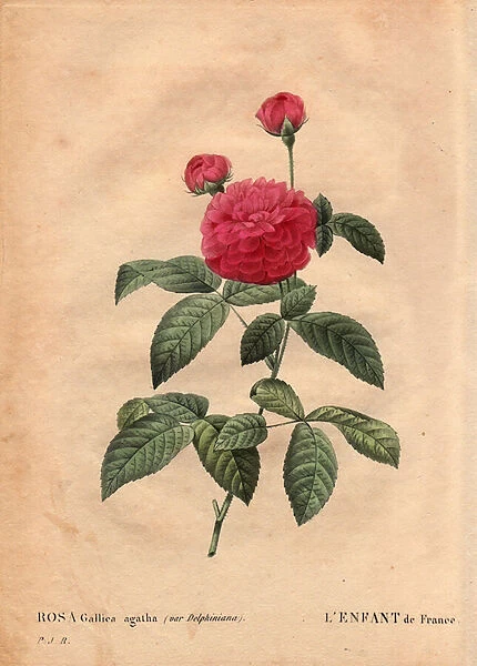 Botanical Plate, Flower, Rose Variete: The child of France (Rosa gallica agatha var. delphiniana). Cultivated by Monsieur Du Pont, circa 1802, known since the regne of Louis XV (1710-1774) and called 'Enfant de France'