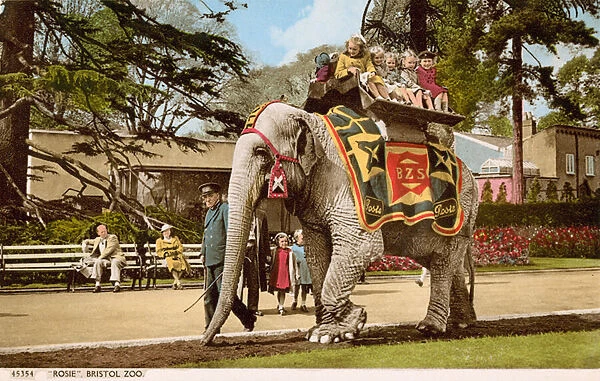 Children enjoying a ride on Rosie the elephant, Bristol Zoo (photo)