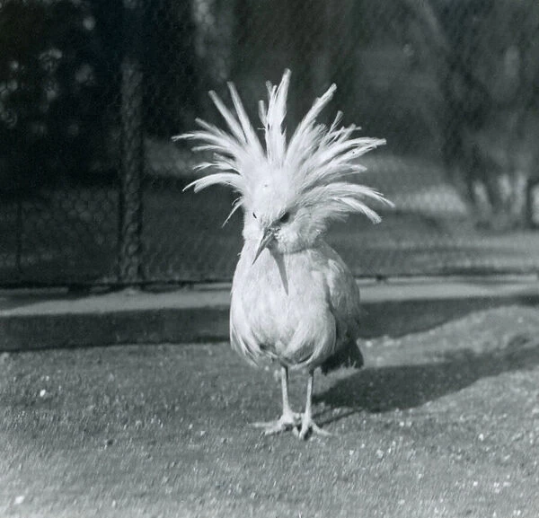 A Kagu or Cagu displaying its crest feathers at London Zoo, June 1921 (b  /  w photo)