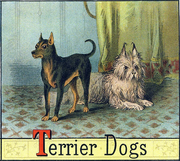 Letter T: Terrier Dogs - 'Picture Alphabet of Horses and Dogs'