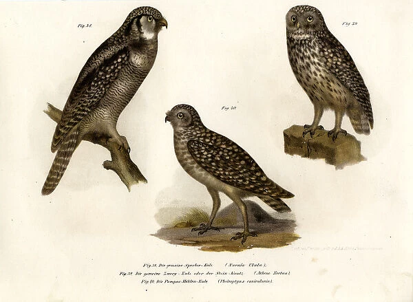 Northern Hawk Owl, 1864 (colour litho)