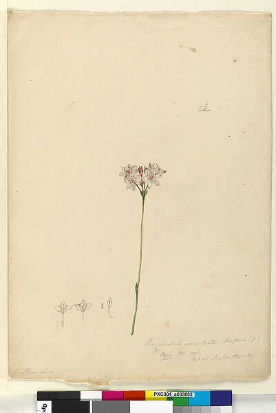 Page 63. Burchardia umbellata, c. 1803-06 (w  /  c, pen, ink and pencil)
