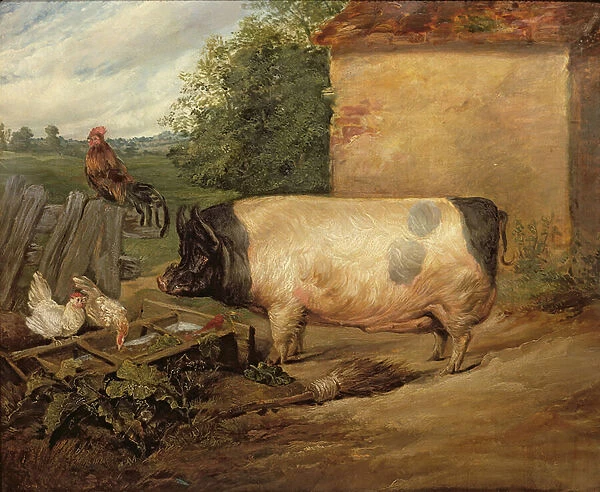 Portrait of a prize pig, property of Squire Weston of Essex, 1810