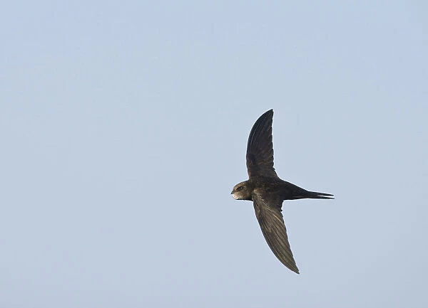 Common Swift in flight, Apus apus, Netherlands