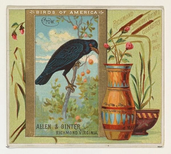 Crow Birds America series N37 Allen & Ginter Cigarettes