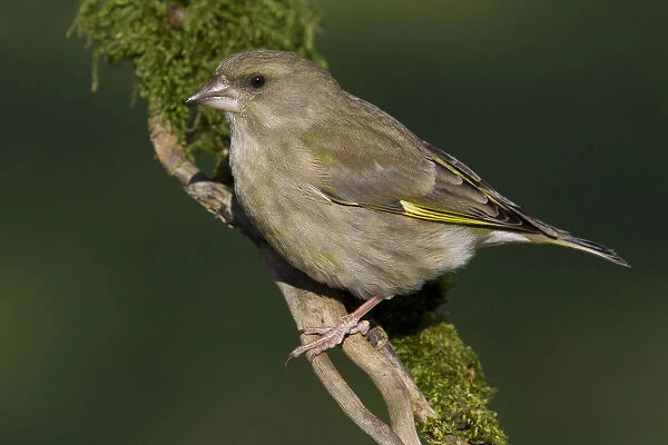 Female European Greenfinch perched on a branch, Chloris chloris, Italy