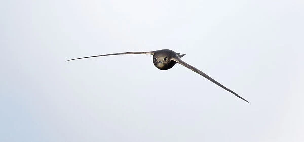 Flying foraging Common Swift, Apus apus, Netherlands