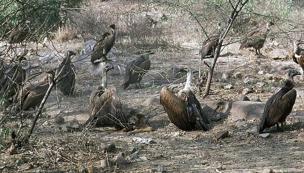 Indian White-rumped Vulture on carcass of a dog, Gyps bengalensis