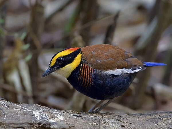 Male Malayan Banded Pitta perched on forest floor, Hydrornis irena