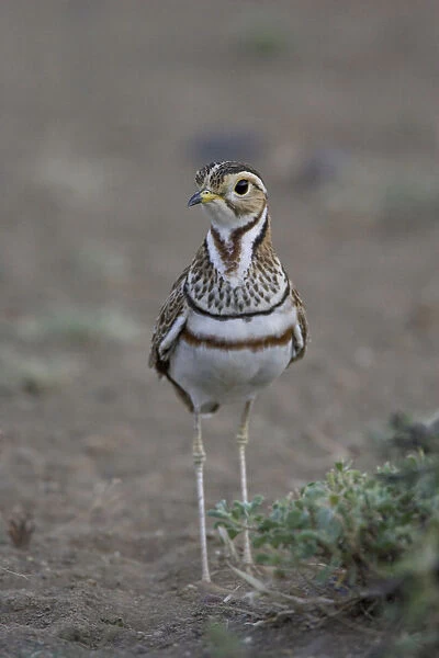 Three-banded courser