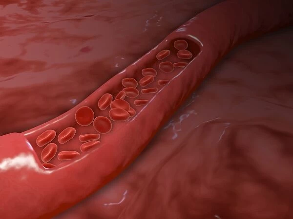 Artery cross section with red blood cell flow