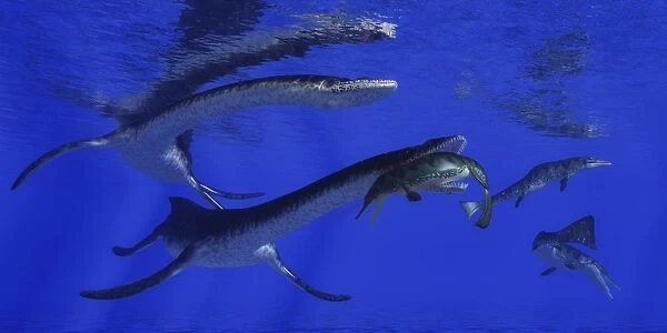 Plesiosaurus attacks a Metriorhynchus in Jurassic seas