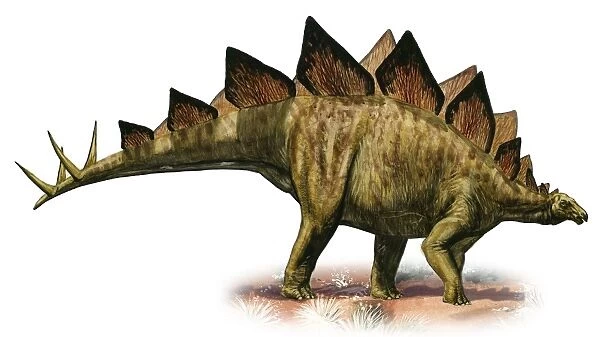 Stegosaurus armatus, a prehistoric era dinosaur
