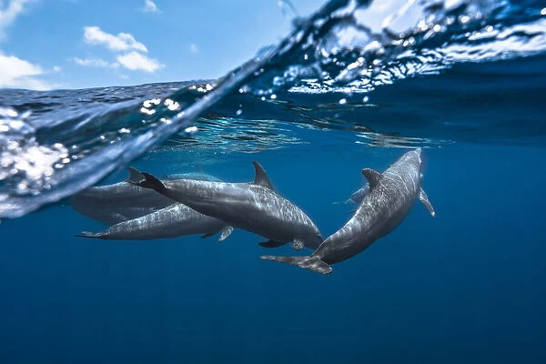 Dolphins. Une photo en mi air mi eau avec les dauphins du large (Turciops Aduncus).
