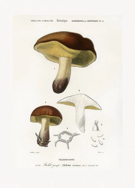 Mushroom (boletus Circinans)
