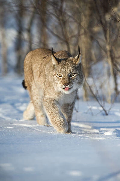 Eurasian lynx (Lynx lynx) walking in snow, Yaroslavl, Central Federal District, Russia