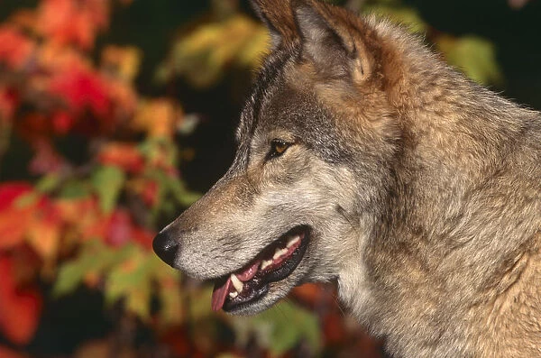 Grey wolf {Canis lupus} head profile, captive, Montana, USA
