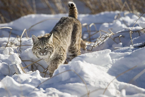 North American bobcat (Lynx rufus) stalking along the edge of the Madison River