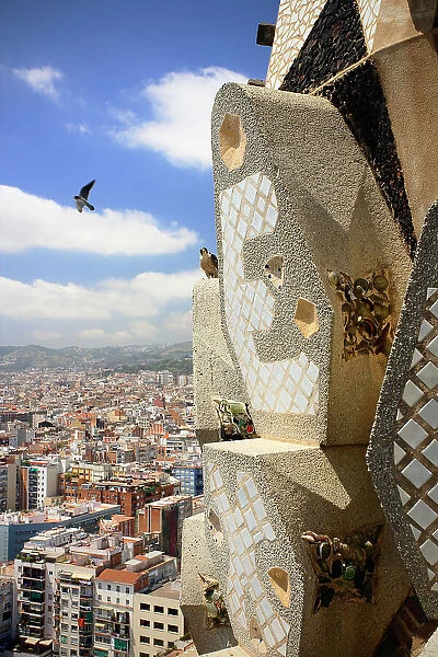 Peregrine falcon (Falco peregrinus) male, in flight with female perched on mosaic towers at the Sagrada Familia Basilica, Barcelona, Catalonia, Spain. May