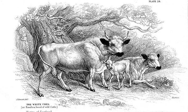 British wild or park cattle. Artist: William Jardine