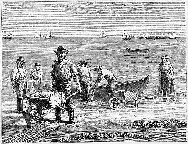 Cape Cod fisherman washing fish, 1875