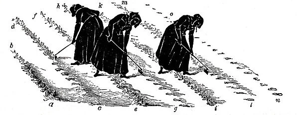 Crop rotation: women thinning turnips, 1855