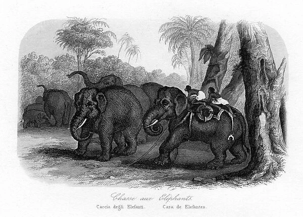 Elephant hunt, India, c1840