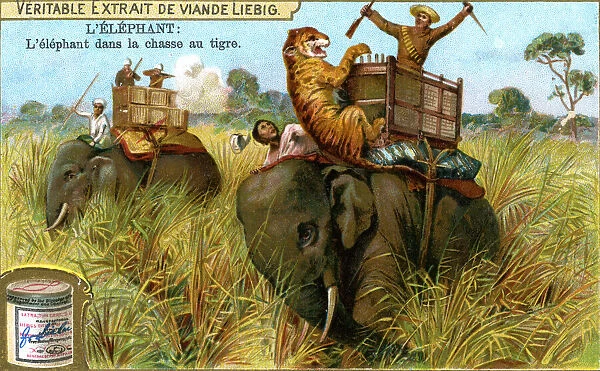The Elephant on a tiger hunt, c1900