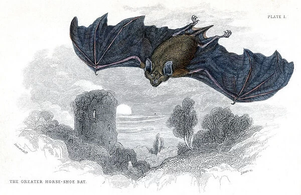 Hand coloured engraving of a Greater Horseshoe Bat, 1838