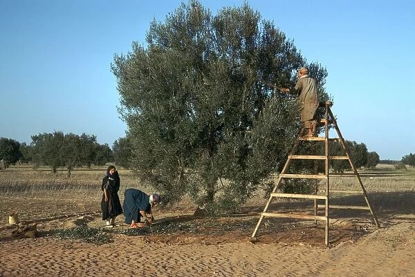 Olive picking in Tunisia