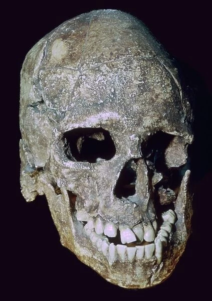 Paleolithic Skull of Grimaldi man (replica)
