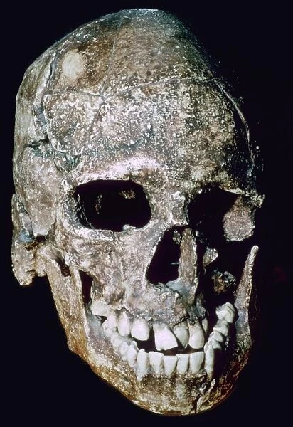 Paleolithic Skull of Grimaldi man, his species unknown