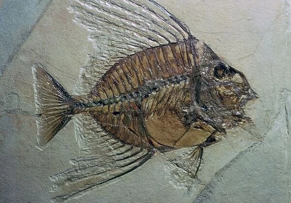 Rare fossilised fish