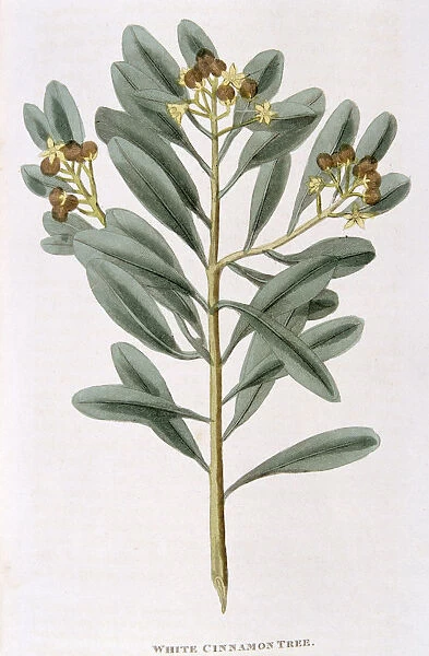 Sprig of white cinnamon (Canella alba), 1823