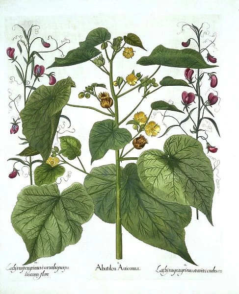 Velvetleaf and Sweet Peas, from Hortus Eystettensis, by Basil Besler (1561-1629), pub