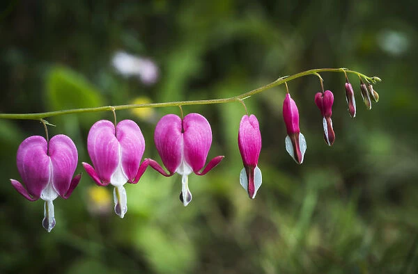 Bleeding Heart (Lamprocapnos Spectabilis) Blooms In A Garden; Astoria, Oregon, United States Of America