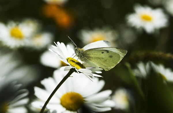 A Cabbage White Butterfly Rests On A Daisy; Astoria, Oregon, United States Of America
