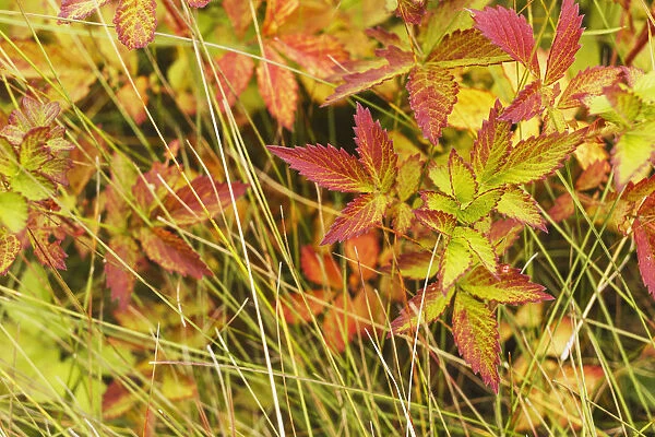 Coloured Leaves, Wild Raspberry, At The End Of The Summer Season; Edmonton, Alberta, Canada
