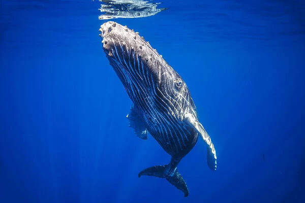 Curious young Humpback whale (Megaptera novaeangliae) underwater; Hawaii, United States of America