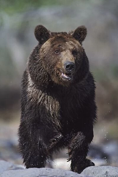 Grizzly Bear (Ursus Arctos); Alaska, Usa