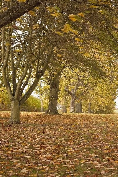 Kelso, Scottish Borders, Scotland; Trees In Autumn
