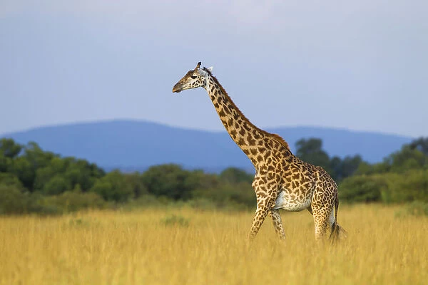 Masai giraffe (Giraffa camelopardalis tippelskirchi), female adult walking in savanna, Msai Mara National Reserve, Kenya, Africa