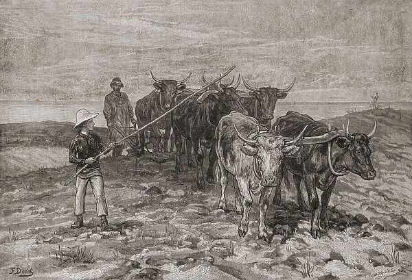 Ploughing on the Sussex Downs, England in the 19th century. From The London Illustrated News, published 1881
