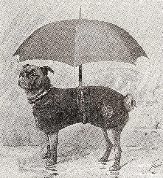 A Pug Wearing Boots, Coat And Umbrella To Protect It From The Rain. From The Strand Magazine, Published 1896
