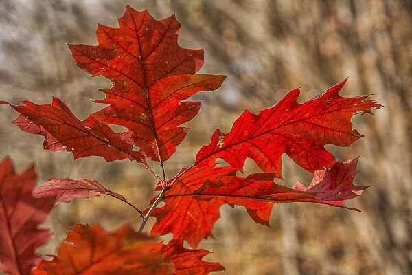 Red Oak Leaves In Autumn; Strathroy, Ontario, Canada