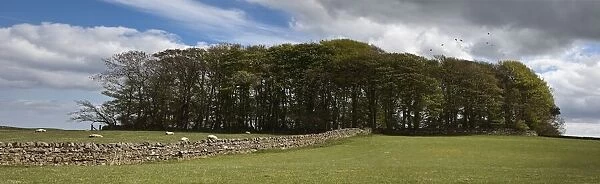 A Stone Wall Leading To An Area Of Trees In A Field; Northumberland, England